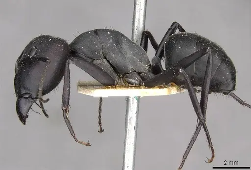 Camponotus somalinus - CASENT0910272
