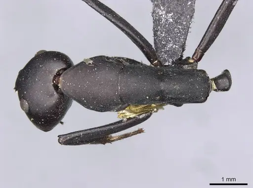 Camponotus somalinus - CASENT0910273