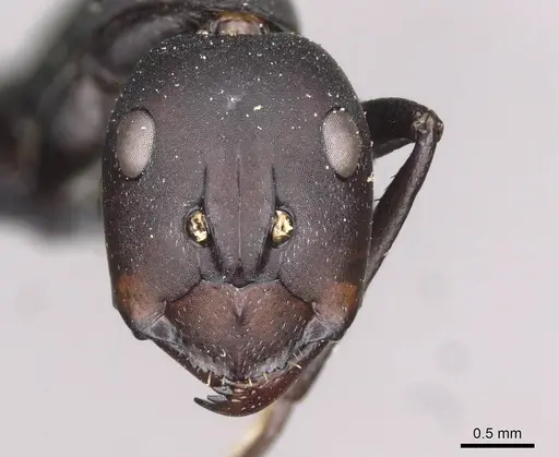 Camponotus somalinus - CASENT0910273