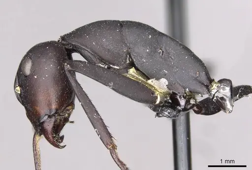 Camponotus somalinus - CASENT0910273