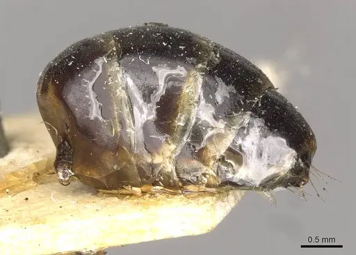 Camponotus somalinus - CASENT0910273