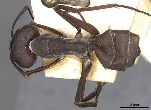 Camponotus somalinus - CASENT0910274