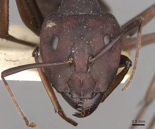 Camponotus somalinus - CASENT0910274