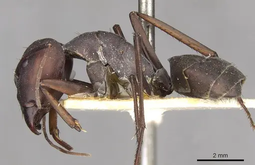 Camponotus somalinus - CASENT0910274