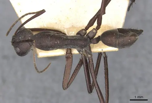 Camponotus somalinus - CASENT0910275