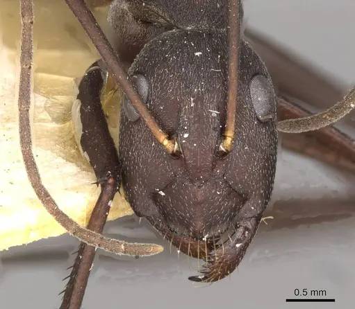 Camponotus somalinus - CASENT0910275