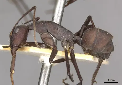 Camponotus somalinus - CASENT0910275