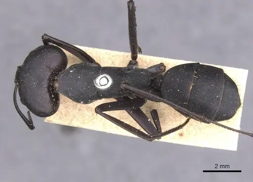 Camponotus somalinus - CASENT0913692