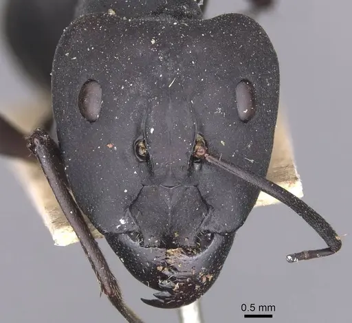 Camponotus somalinus - CASENT0913692