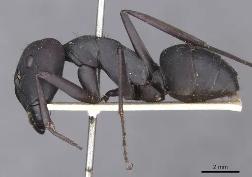 Camponotus somalinus - CASENT0913692