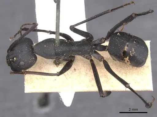 Camponotus somalinus - CASENT0913693