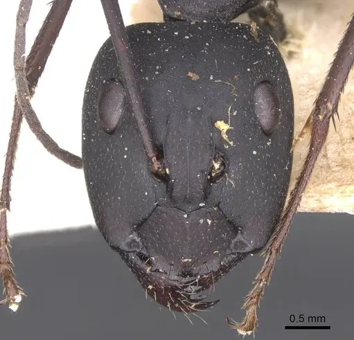 Camponotus somalinus - CASENT0913693