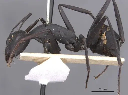 Camponotus somalinus - CASENT0913693