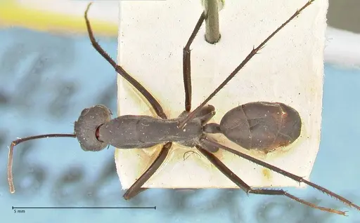 Camponotus somalinus - FOCOL2434