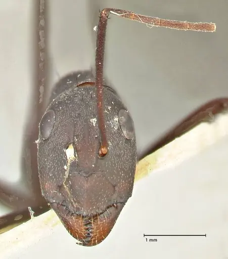 Camponotus somalinus - FOCOL2434