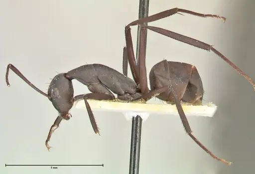 Camponotus somalinus - FOCOL2434
