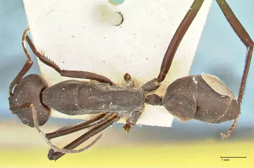 Camponotus somalinus - FOCOL2435