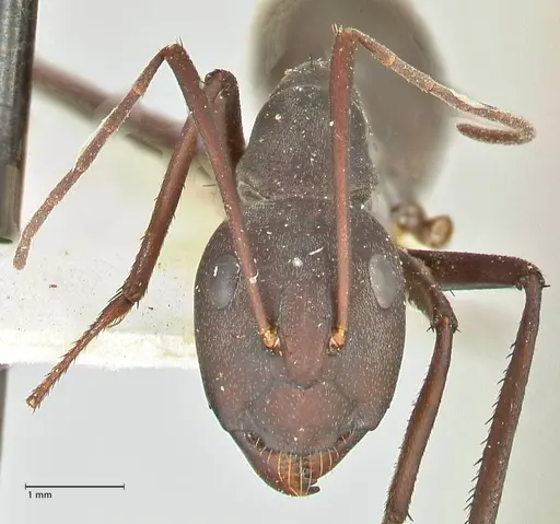 Camponotus somalinus - FOCOL2435