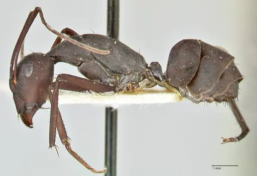 Camponotus somalinus - FOCOL2435