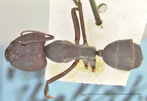 Camponotus somalinus - FOCOL2436