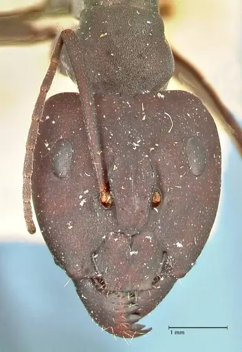 Camponotus somalinus - FOCOL2436