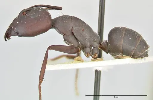 Camponotus somalinus - FOCOL2436