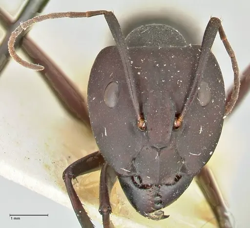 Camponotus somalinus - FOCOL2437