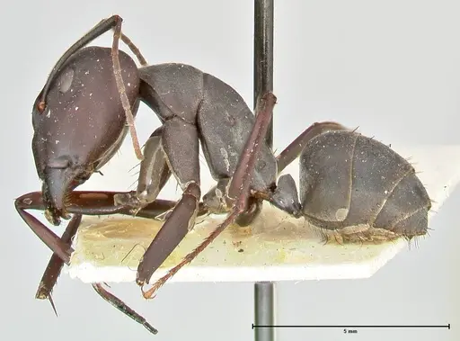 Camponotus somalinus - FOCOL2437