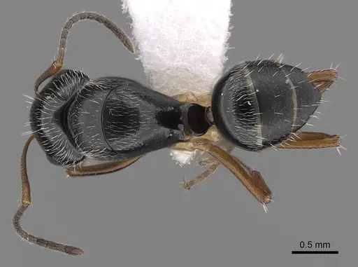 Camponotus sphaericus specimen