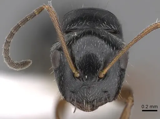 Camponotus sphaericus specimen
