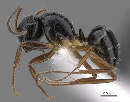 Camponotus sphaericus specimen