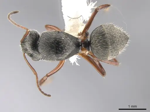 Camponotus sphaericus - CASENT0651972