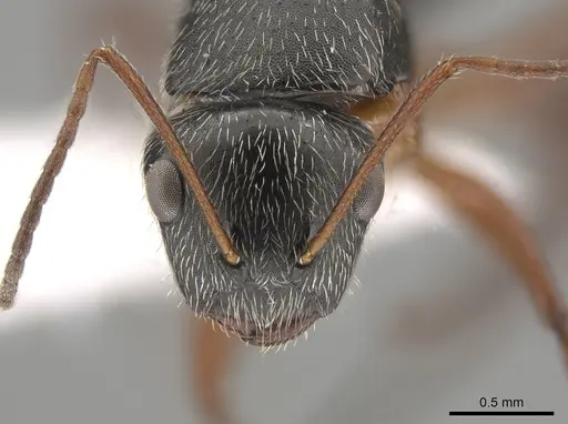 Camponotus sphaericus - CASENT0651972