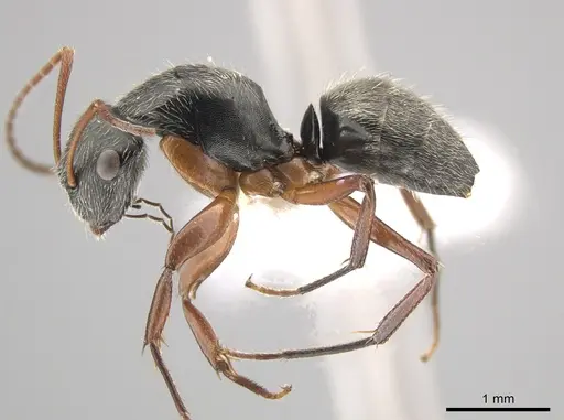 Camponotus sphaericus - CASENT0651972