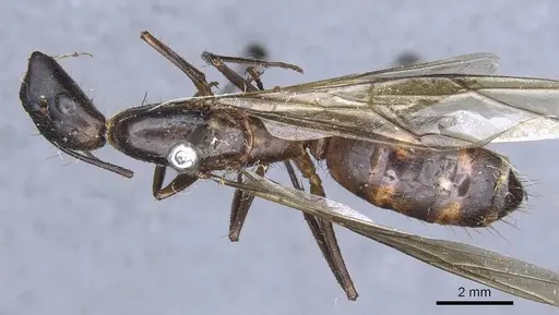 Camponotus sphenocephalus specimen