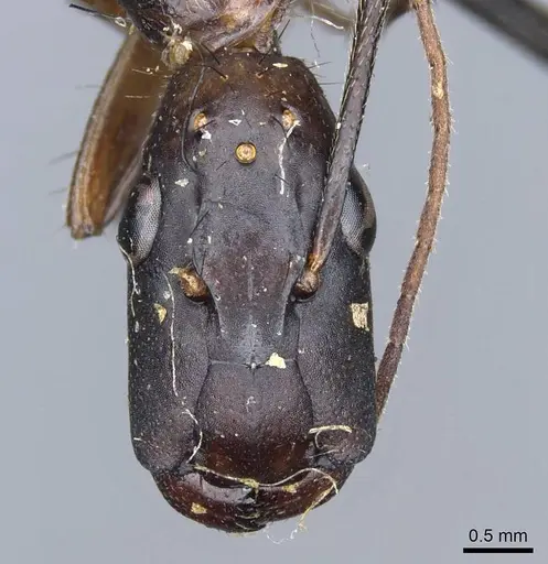 Camponotus sphenocephalus specimen