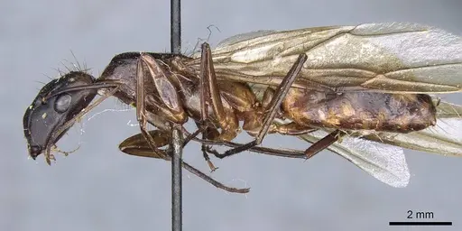 Camponotus sphenocephalus specimen