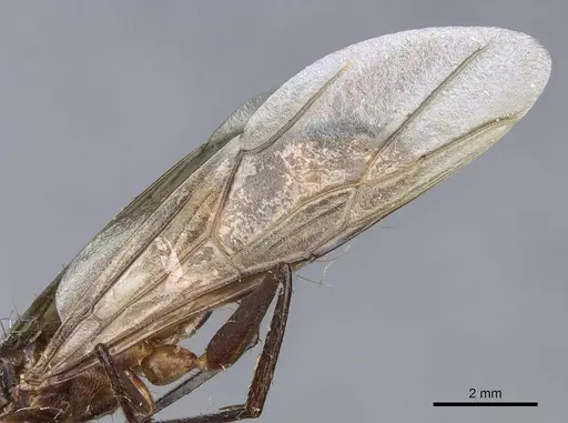 Camponotus sphenocephalus - CASENT0905510