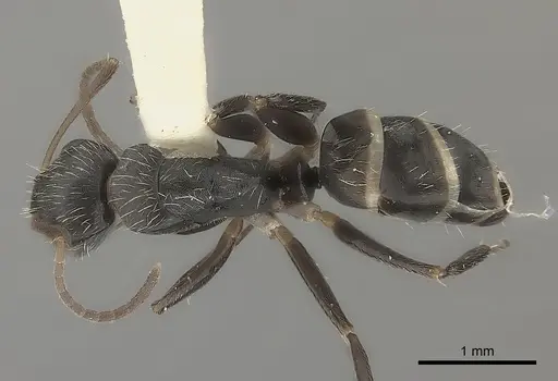 Camponotus sphenoidalis specimen