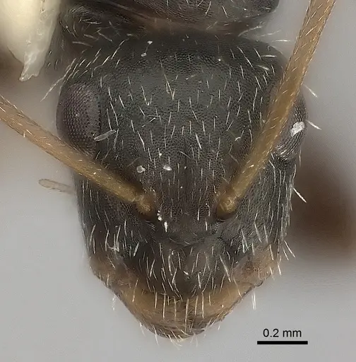 Camponotus sphenoidalis specimen