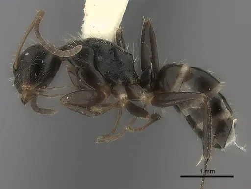 Camponotus sphenoidalis specimen
