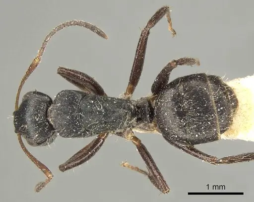 Camponotus sphenoidalis - CASENT0915804