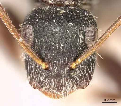 Camponotus sphenoidalis - CASENT0915804