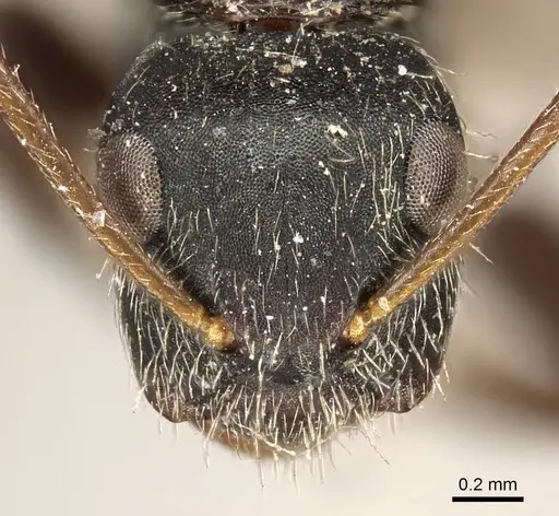 Camponotus sphenoidalis - CASENT0915804