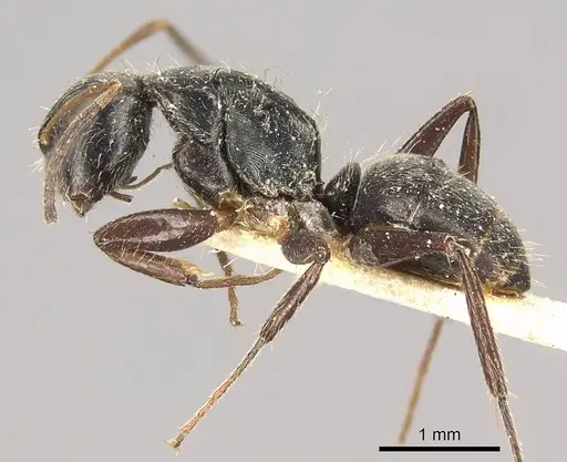Camponotus sphenoidalis - CASENT0915804