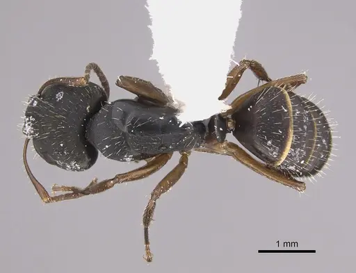 Camponotus sphenoidalis - CASENT0923553