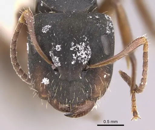 Camponotus sphenoidalis - CASENT0923553