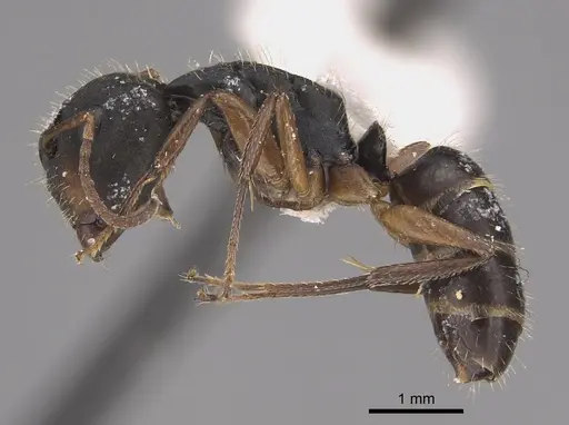 Camponotus sphenoidalis - CASENT0923553