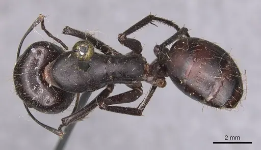 Camponotus spinitarsus specimen