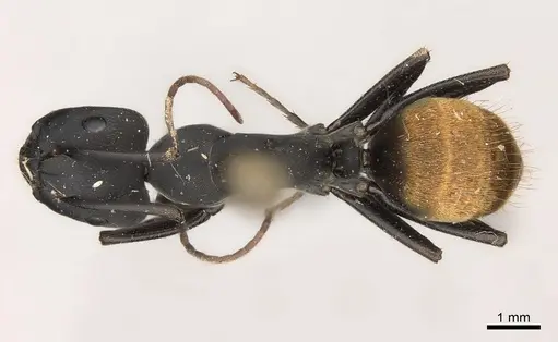 Camponotus spinolae specimen